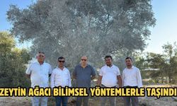 Zeytin ağacı bilimsel yöntemlerle taşındı