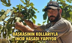 Başkasının kollarıyla incir hasadı yapıyor
