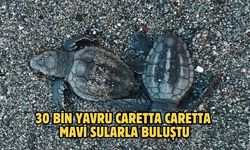 30 bin yavru caretta caretta mavi sularla buluştu