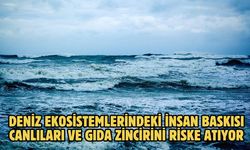 Deniz ekosistemlerindeki insan baskısı canlıları ve gıda zincirini riske atıyor