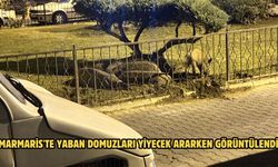 Marmaris'te yaban domuzları yiyecek ararken görüntülendi