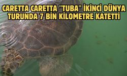 Caretta caretta "Tuba" ikinci dünya turunda 7 bin kilometre katetti