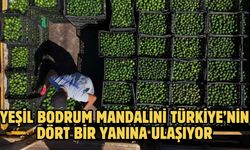 YEŞİL BODRUM MANDALİNİ TÜRKİYE’NİN DÖRT BİR YANINA ULAŞIYOR