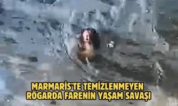 Marmaris'te temizlenmeyen rögarda farenin yaşam savaşı