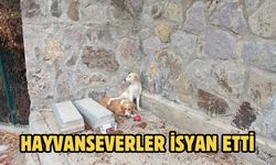 HAYVANSEVERLER İSYAN ETTİ