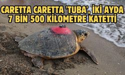 Caretta caretta 'Tuba', iki ayda 7 bin 500 kilometre katetti