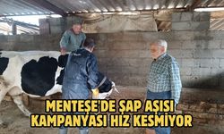 Menteşe'de şap aşısı kampanyası hız kesmiyor
