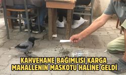 Kahvehane bağımlısı karga mahallenin maskotu haline geldi