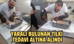 Yaralı bulunan tilki tedavi altına alındı