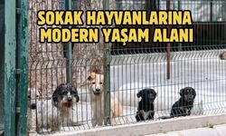 SOKAK HAYVANLARINA MODERN YAŞAM ALANI