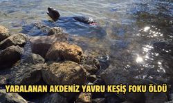 Yaralanan Akdeniz yavru keşiş foku öldü