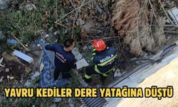 Yavru Kediler Dere Yatağına Düştü