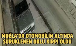 Muğla’da otomobilin altında sürüklenen oklu kirpi öldü