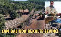 Çam balında rekolte sevinci