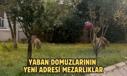 Yaban domuzlarının yeni adresi mezarlıklar