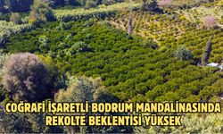 Coğrafi işaretli Bodrum mandalinasında rekolte beklentisi yüksek
