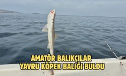AMATÖR BALIKÇILAR YAVRU KÖPEK BALIĞI BULDU