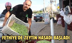 Fethiye'de zeytin hasadı başladı