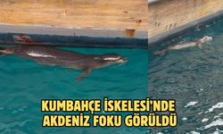 Kumbahçe İskelesi’nde Akdeniz Foku Görüldü