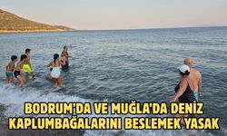 BODRUM’DA VE MUĞLA’DA DENİZ KAPLUMBAĞALARINI BESLEMEK YASAK