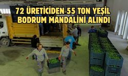 72 Üreticiden 55 Ton Yeşil Bodrum Mandalini Alındı