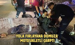 Yola fırlayana domuza motosikletli çarptı