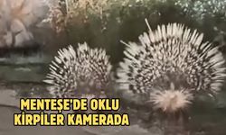 Menteşe’de oklu kirpiler kamerada