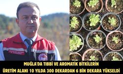 Muğla'da tıbbi ve aromatik bitkilerin üretim alanı 10 yılda 300 dekardan 6 bin dekara yükseldi