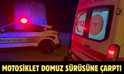 Motosiklet Domuz Sürüsüne Çarptı