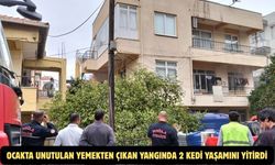 Ocakta unutulan yemekten çıkan yangında 2 kedi yaşamını yitirdi