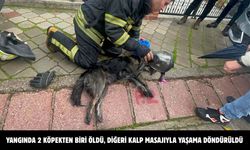 Yangında 2 köpekten biri öldü, diğeri kalp masajıyla yaşama döndürüldü