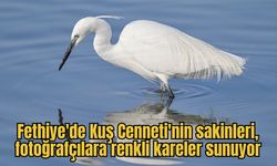 Fethiye'de Kuş Cenneti'nin sakinleri, fotoğrafçılara renkli kareler sunuyor