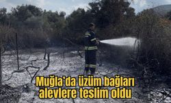 Muğla’da üzüm bağları alevlere teslim oldu