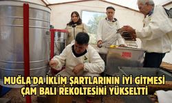 Muğla'da iklim şartlarının iyi gitmesi çam balı rekoltesini yükseltti