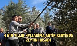 4 bin yıllık Hyllarima Antik Kenti'nde Zeytin hasadı
