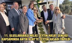 11. Uluslararası Milas Zeytin Hasat Şenliği kapsamında Antik Kent'te zeytin hasadı yapıldı