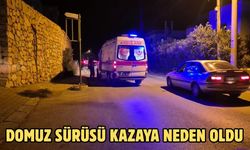 Domuz Sürüsü Kazaya Neden Oldu