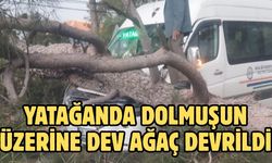 Yatağanda dolmuşun üzerine dev ağaç devrildi
