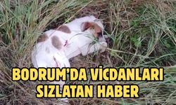 Bodrum’da Vicdanları Sızlatan Haber