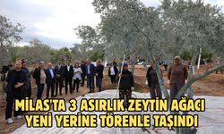 Milas'ta 3 asırlık zeytin ağacı yeni yerine törenle taşındı