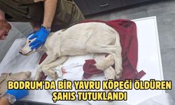 Bodrum'da bir yavru köpeği öldüren şahıs tutuklandı