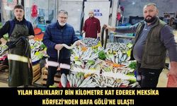 Yılan balıkları7 bin kilometre kat ederek Meksika Körfezi’nden Bafa Gölü’ne ulaştı