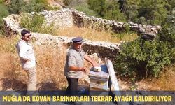 Muğla'da kovan barınakları tekrar ayağa kaldırılıyor