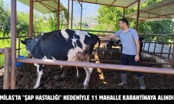 Milas'ta "şap hastalığı" nedeniyle 11 mahalle karantinaya alındı