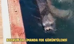 Bodrum'da limanda fok görüntülendi