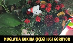 Muğla'da kokina çiçeği ilgi görüyor