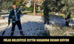 MİLAS BELEDİYESİ ZEYTİN HASADINA DEVAM EDİYOR