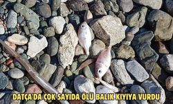 Datça'da çok sayıda ölü balık kıyıya vurdu