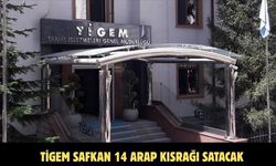 TİGEM safkan 14 Arap kısrağı satacak
