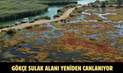 Gökçe Sulak alanı yeniden canlanıyor